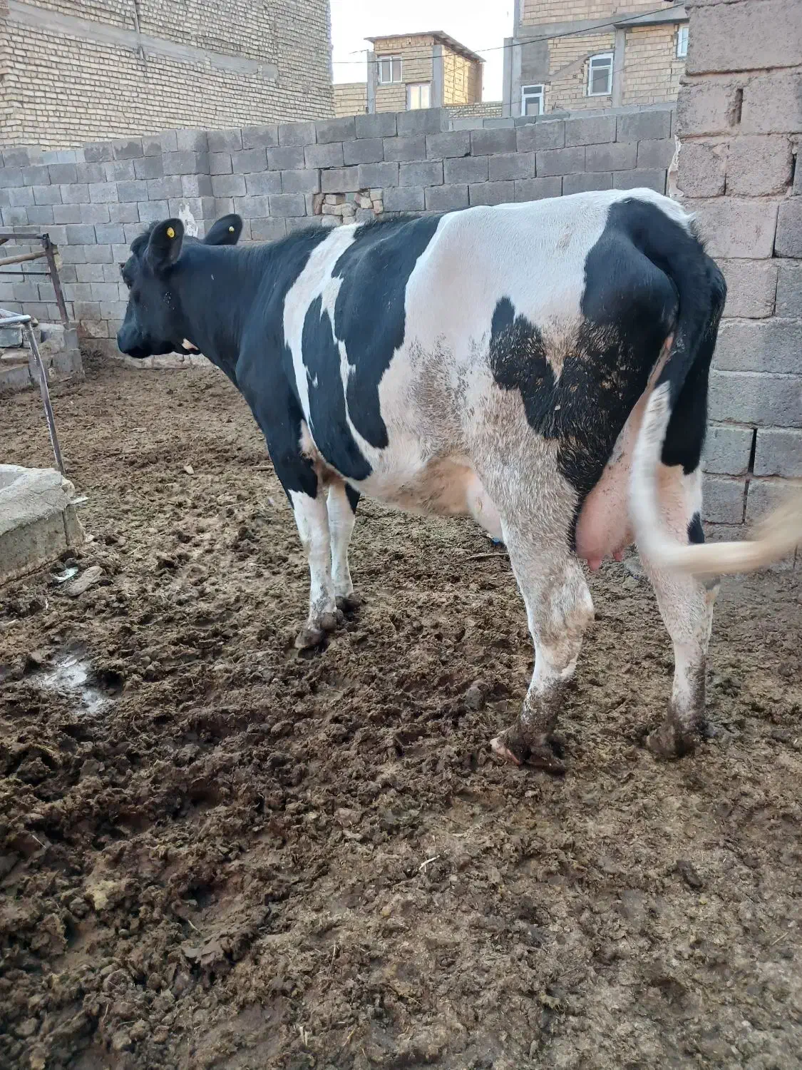 نخری تازه زا|حیوانات مزرعه|فلاورجان, |دیوار