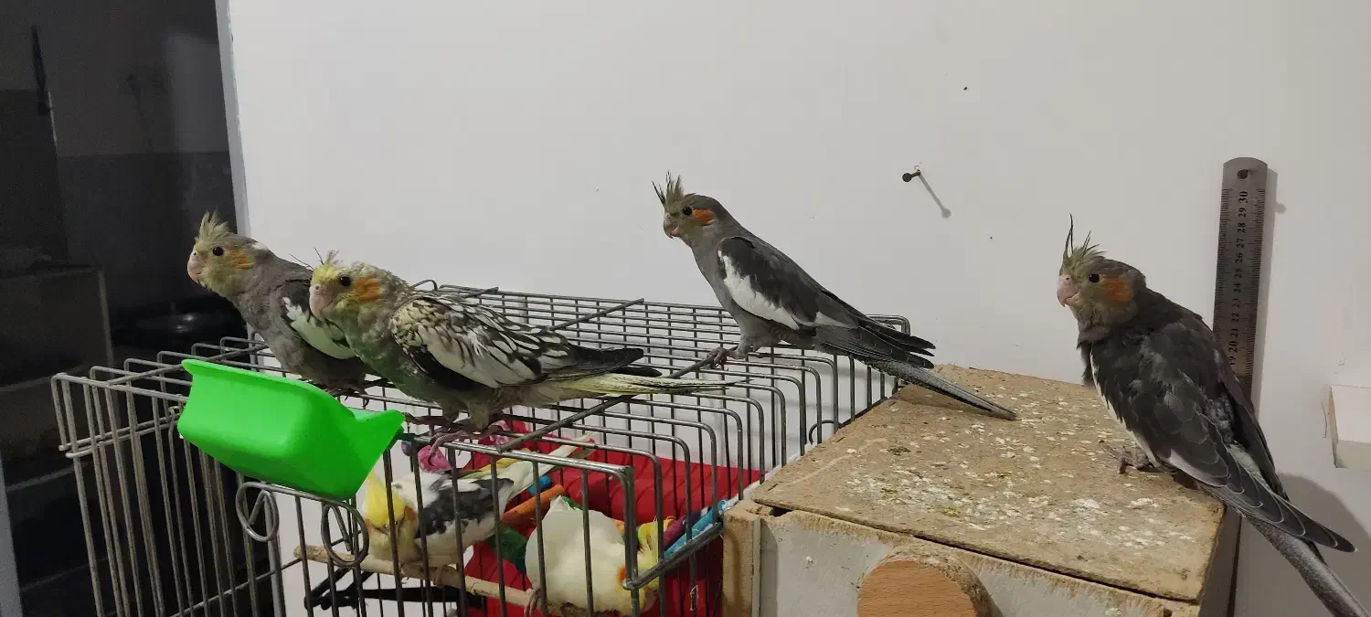 ۶ عدد عروس هلندی|پرنده|تنکابن, |دیوار