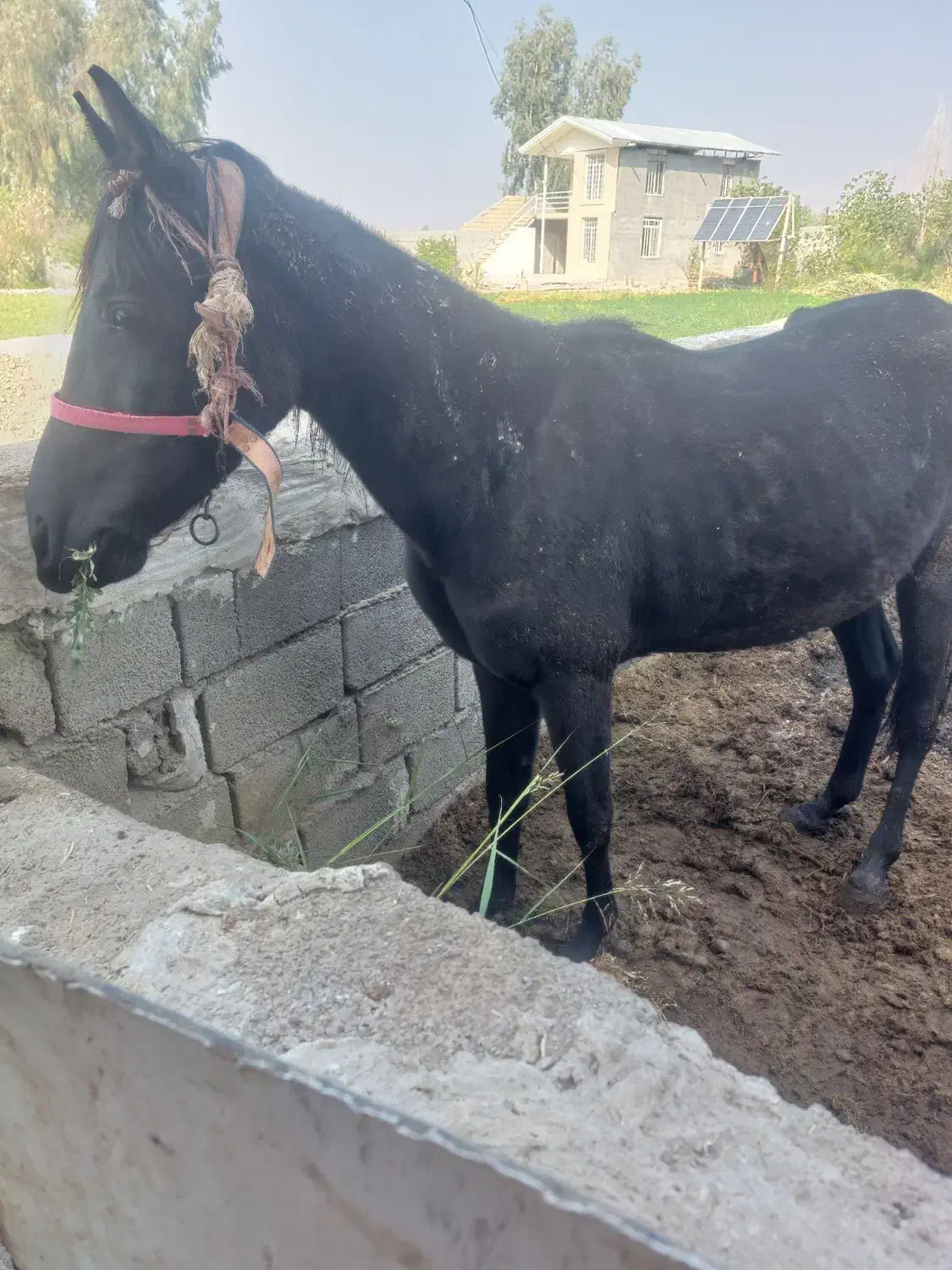 اسب. مادیون|اسب و تجهیزات اسبسواری|دره شهر, |دیوار