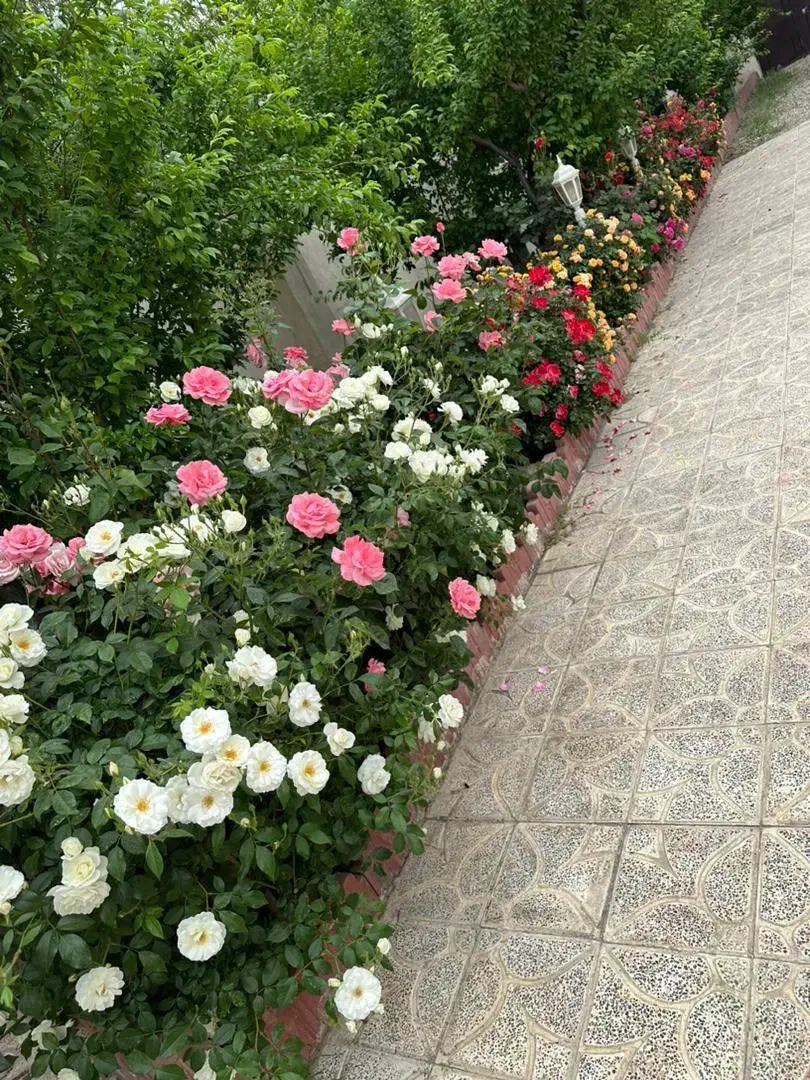 520متر ویلا آزادگان خیابان صفا|فروش خانه و ویلا|چهاردانگه (تهران), |دیوار