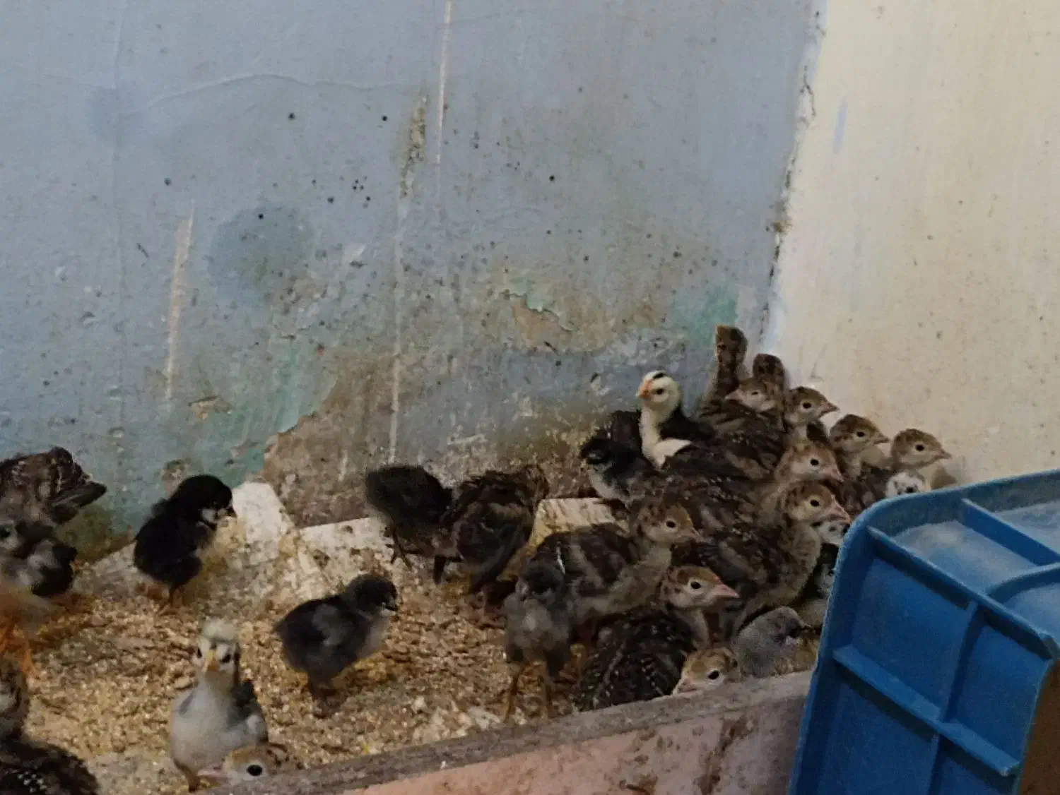 جوجه بوقلمون برنز|حیوانات مزرعه|همدان, |دیوار