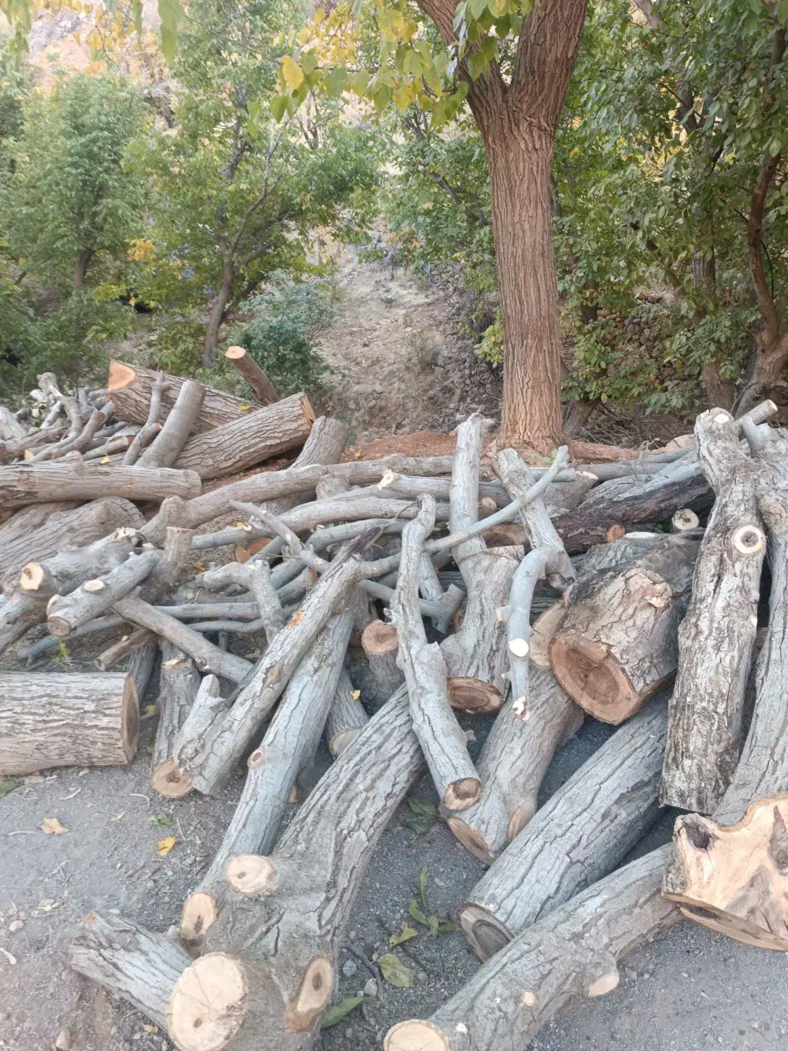 چوب|خدمات باغبانی و درختکاری|پاوه, |دیوار