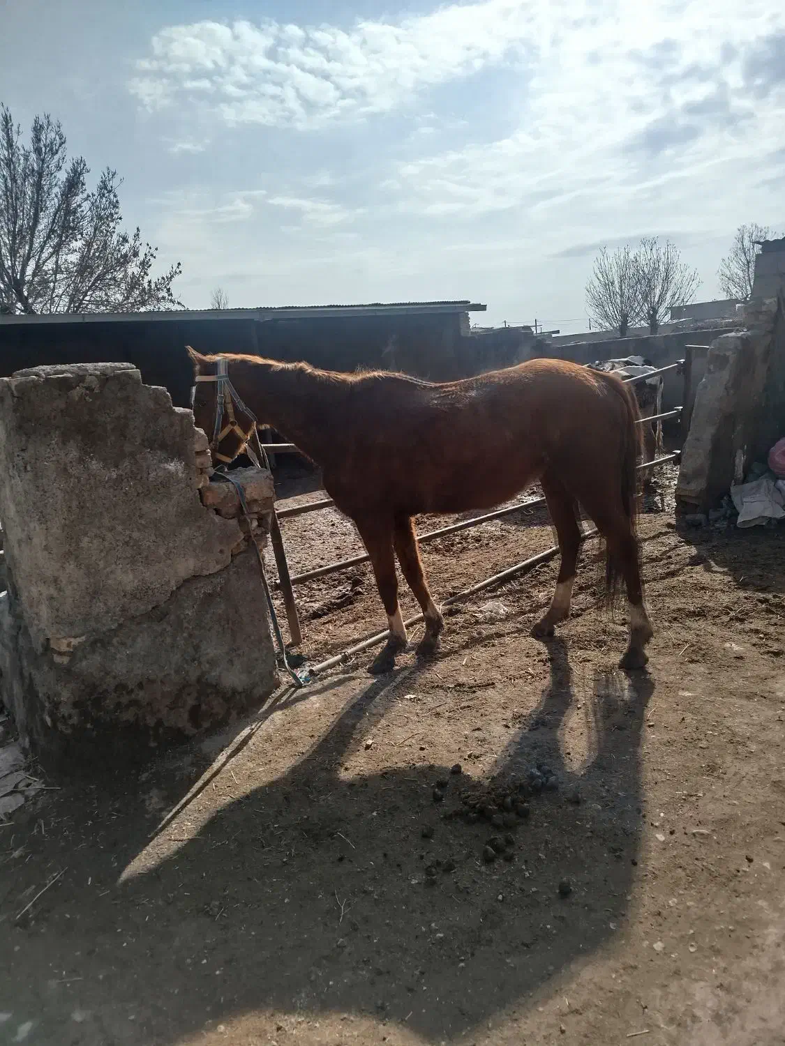 مادیان 8سال تروبردترکمن|اسب و تجهیزات اسبسواری|نیشابور, دربقاضی|دیوار