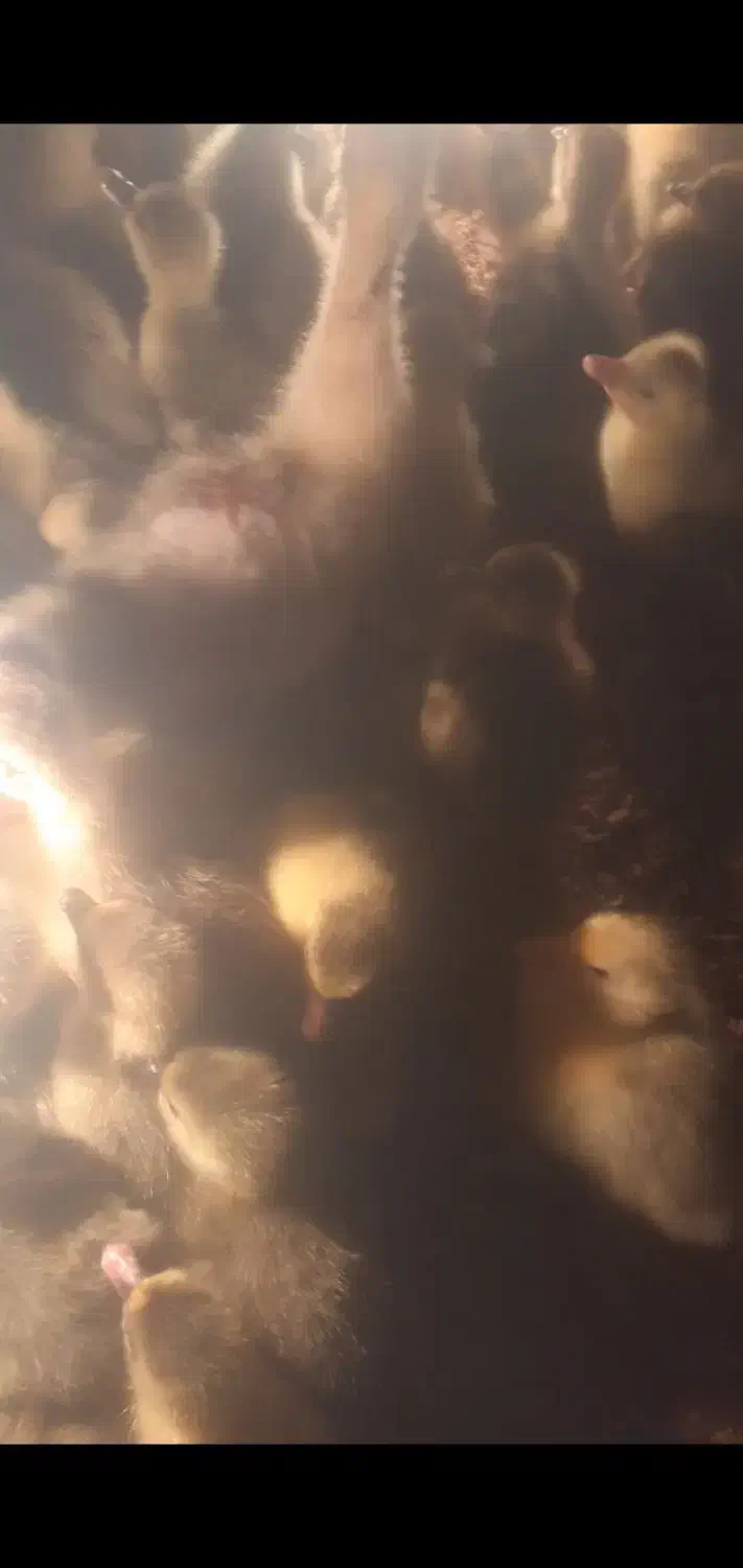 بچکه قاز ده روزه|حیوانات مزرعه|مریوان, |دیوار