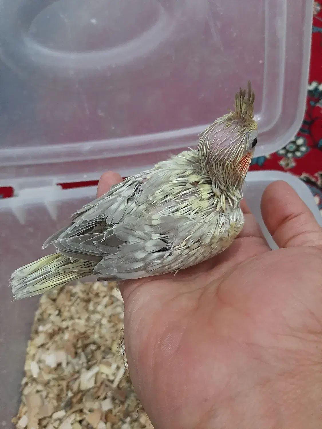 خوشگلای سرلاکی|پرنده|آران و بیدگل, |دیوار