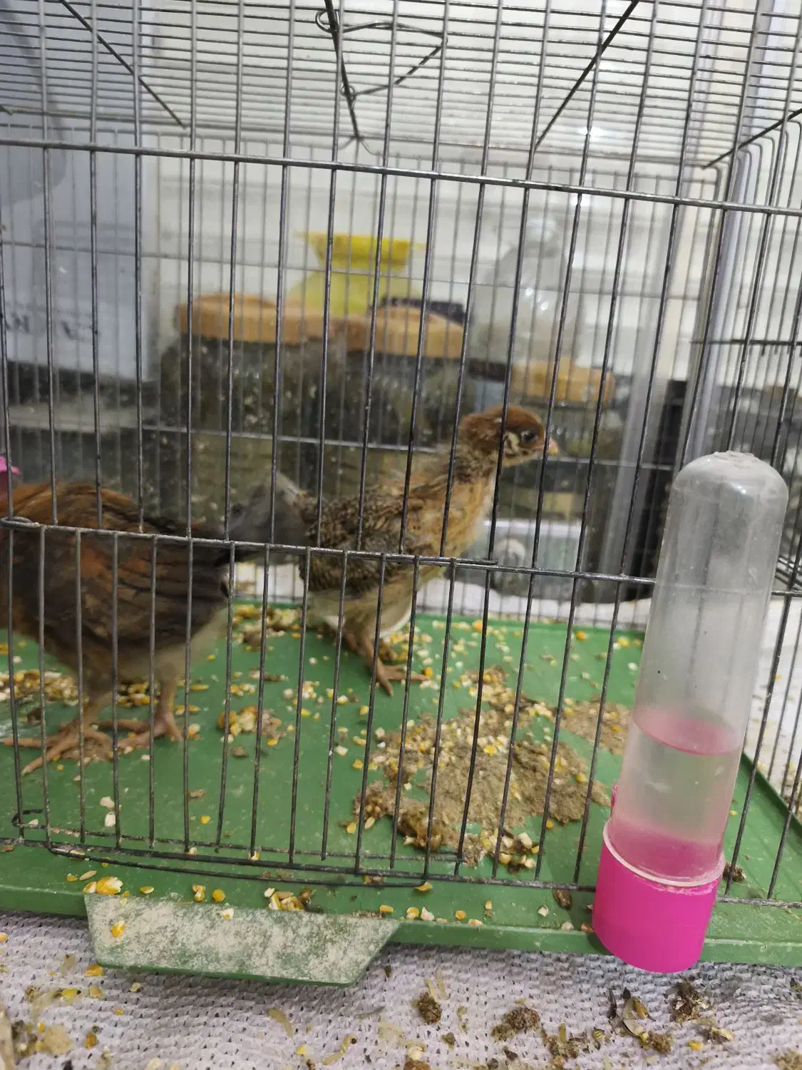 جوجه مرغ و خروس|حیوانات مزرعه|خمینی‌شهر, |دیوار