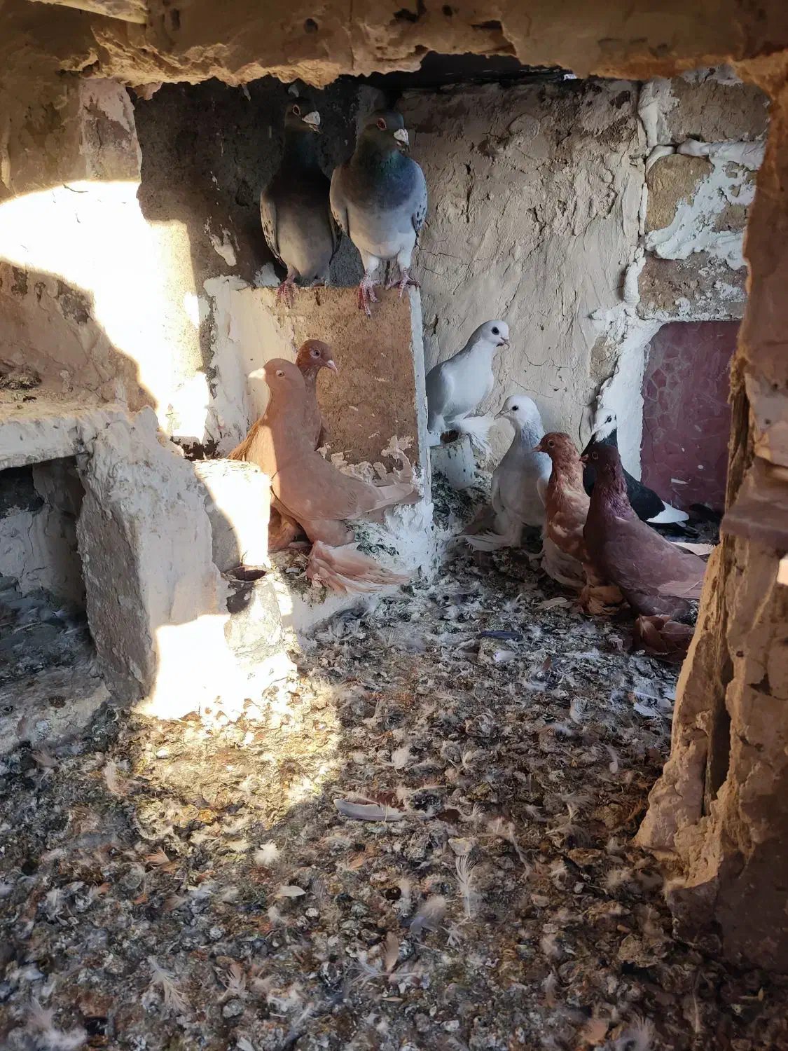 چند تا کبوتر|پرنده|اهر, |دیوار