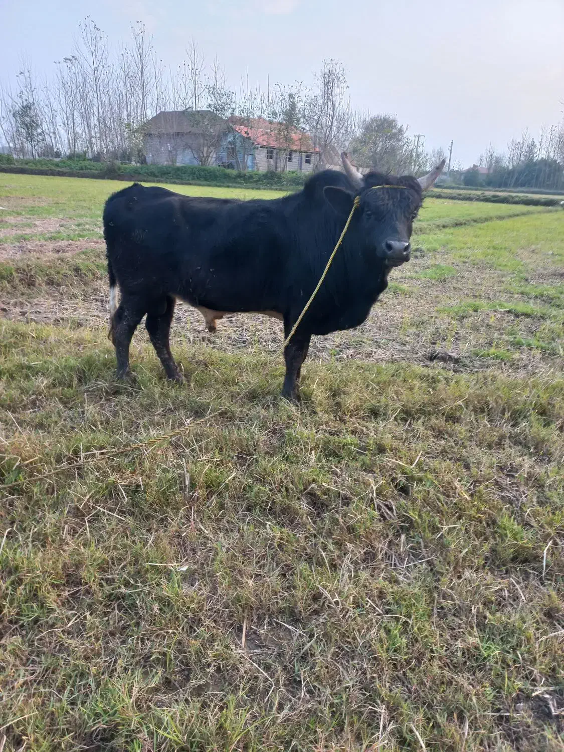 گاو نر ورزا|حیوانات مزرعه|خشکبیجار, |دیوار