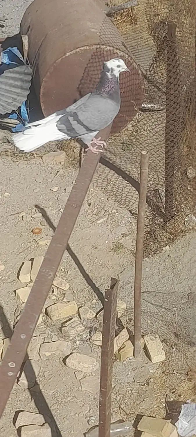 کبوتر پرشی|پرنده|آوج, |دیوار