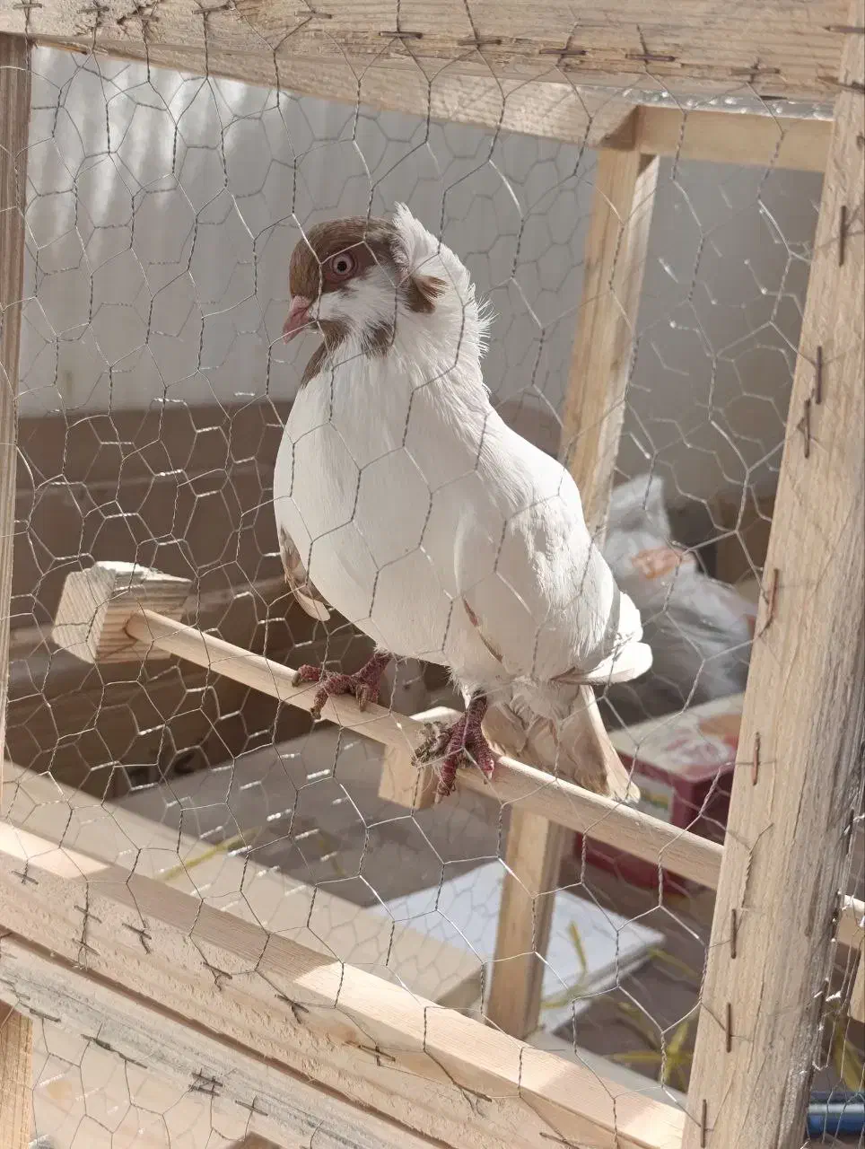 کبوتر کاکولی|پرنده|قزوین, |دیوار