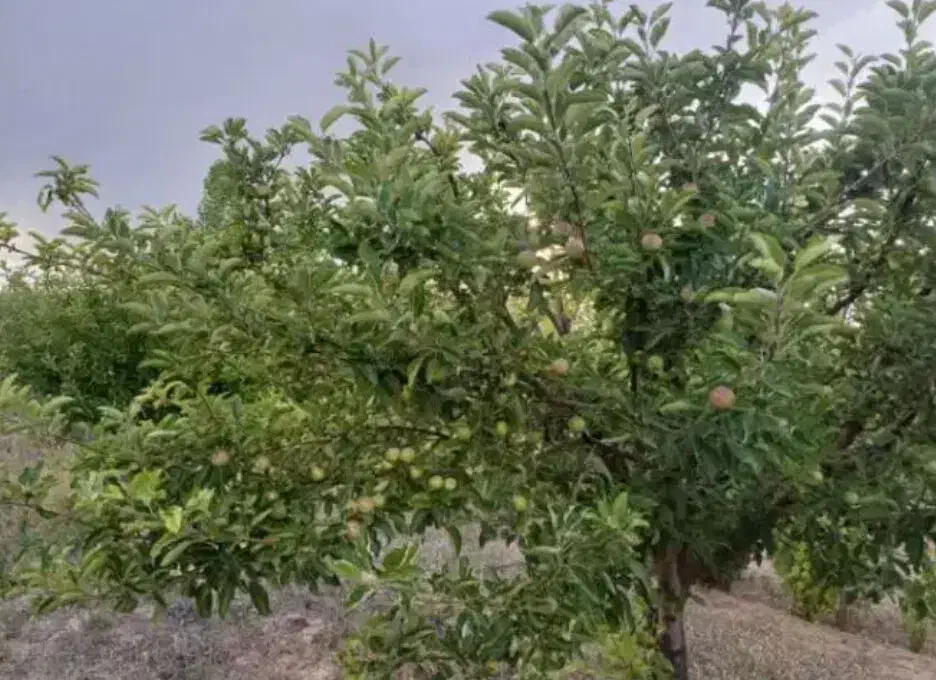 باغشهر ساوالان|فروش خانه و ویلا|باغ حلی, |دیوار