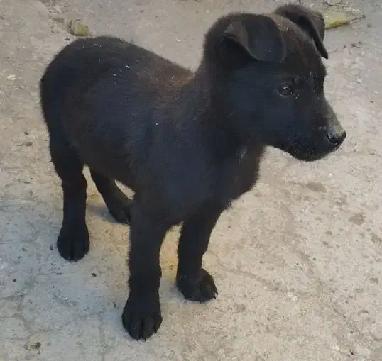 پیتبول|سگ|بازرگان, |دیوار