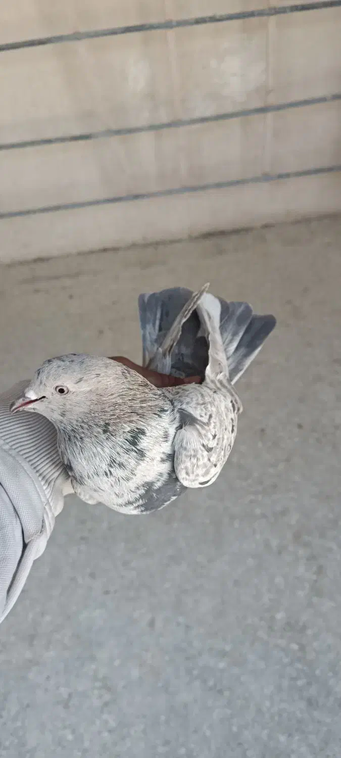 کبوتر پرشی تهرون|پرنده|ری, ظهیرآباد|دیوار