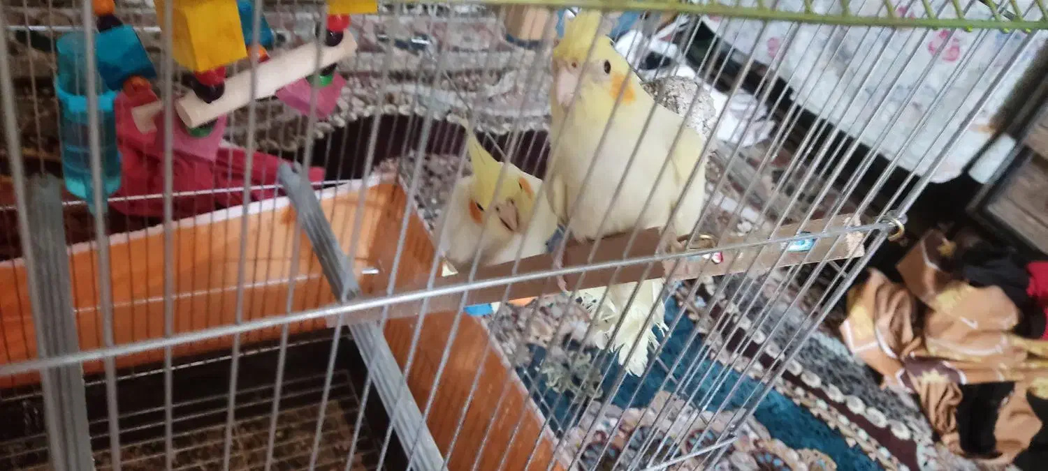 یک جفت عروس هلندی لوتینو سالم|پرنده|قم, شاه ابراهیم|دیوار