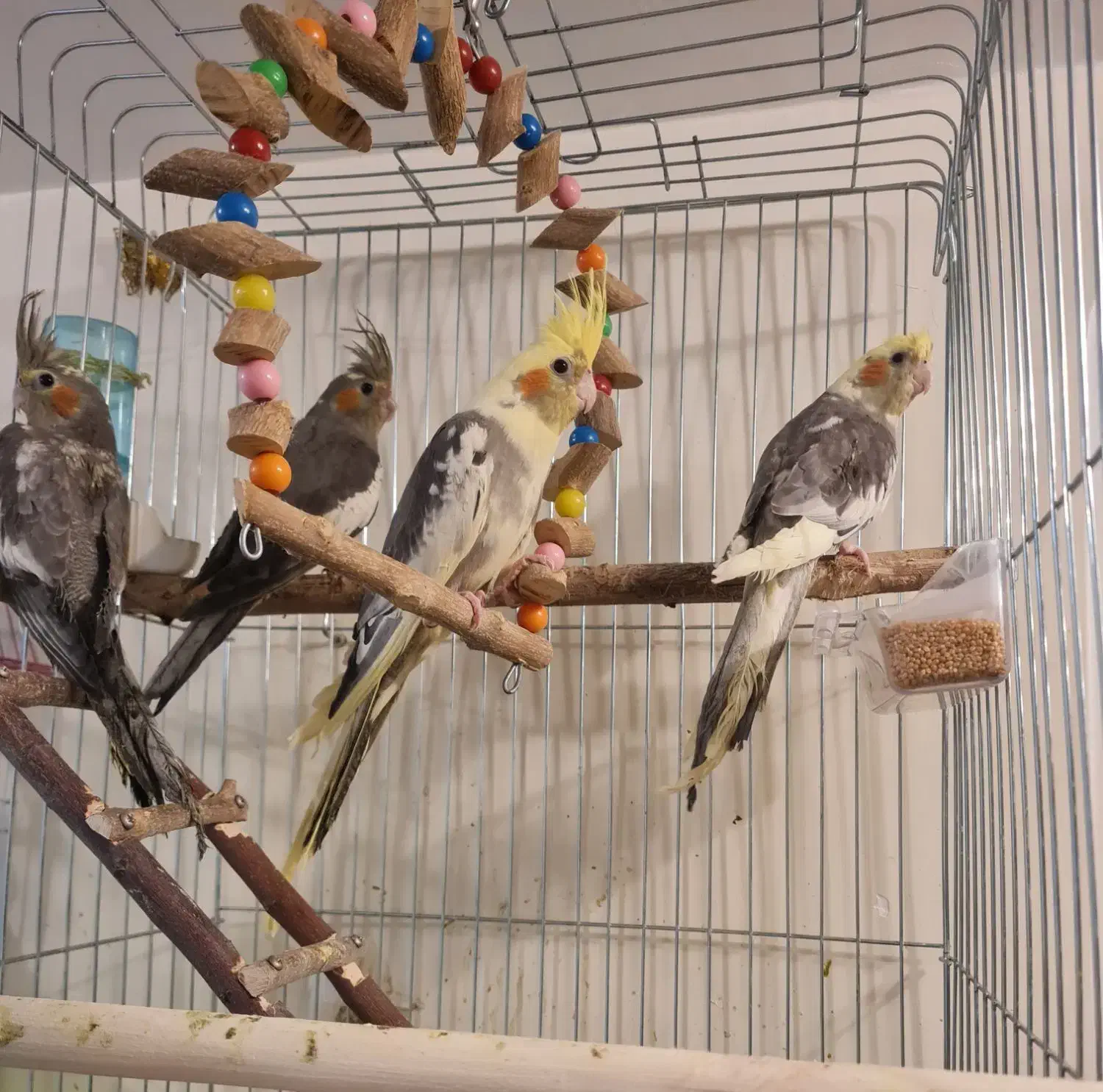 عروس هلندی|پرنده|گنبد کاووس, |دیوار