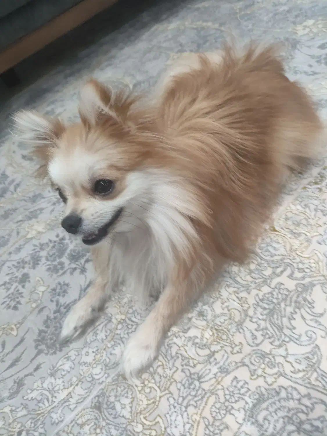 سگ پامر ماده همراه تمام وسایل|سگ|پاکدشت, پاکدشت (مامازند)|دیوار