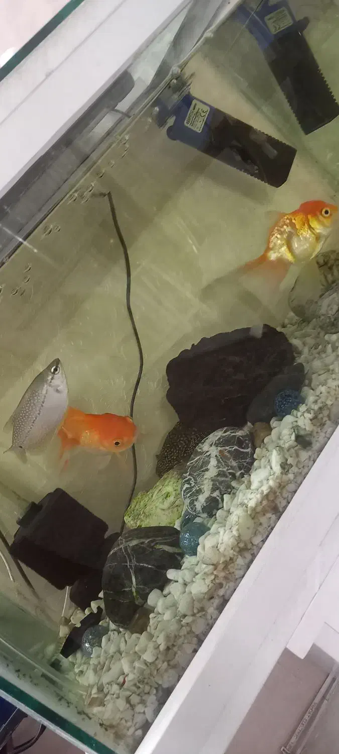 اکاریوم با کلیه لوازم قیمت ۱۵۰۰|لوازم جانبی حیوانات|پاکدشت, پاکدشت (مامازند)|دیوار