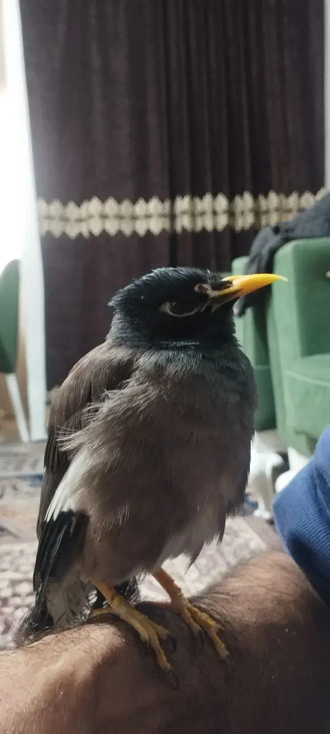 مینا|پرنده|مشهد, منزل آباد|دیوار