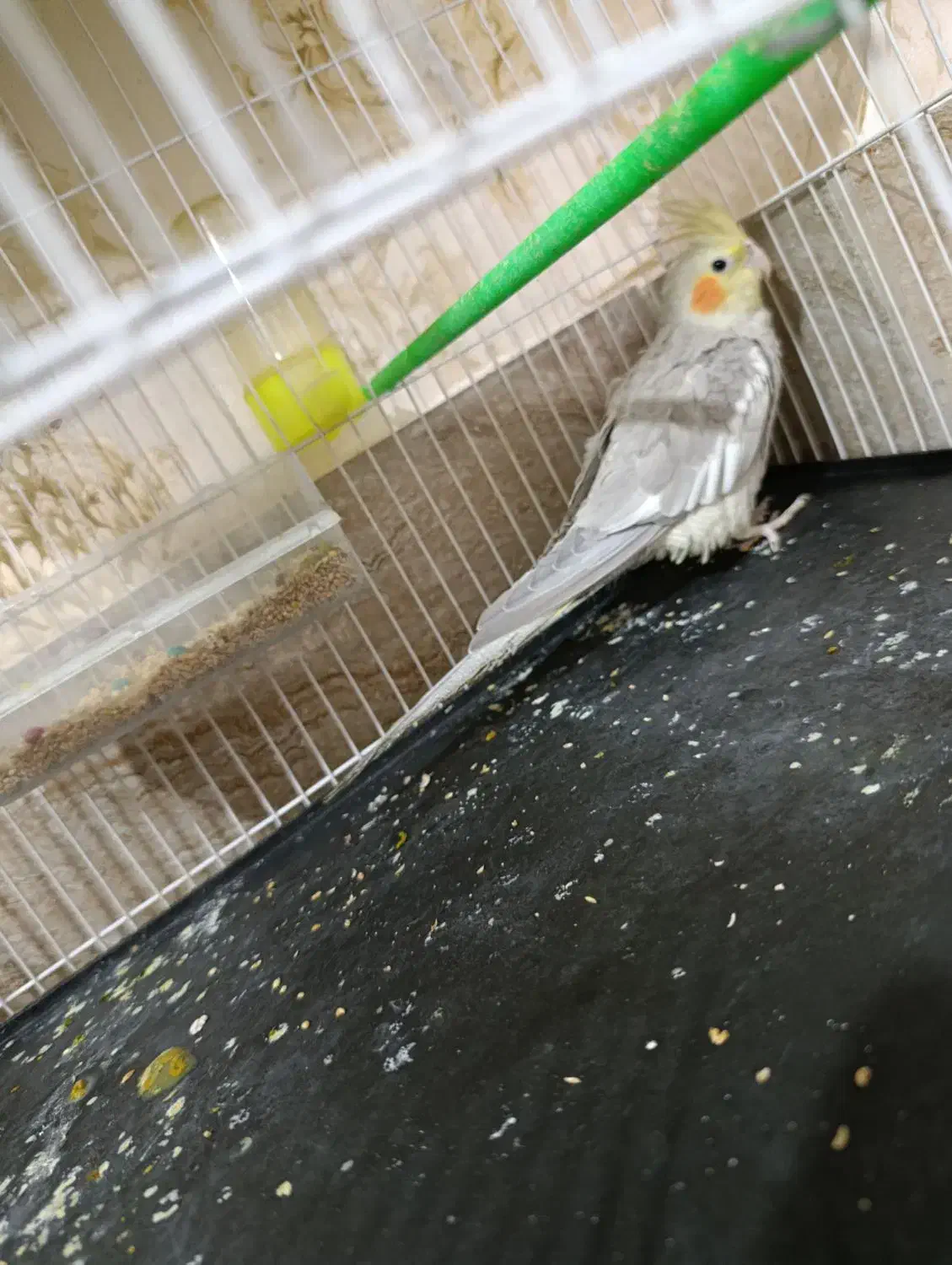 جوجه عروس هلندی|پرنده|مشهد, شهید قربانی|دیوار