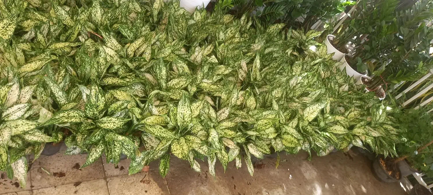 اگلونما برفی سطل ۴|گل و گیاه طبیعی|محمدیه-قزوین, |دیوار