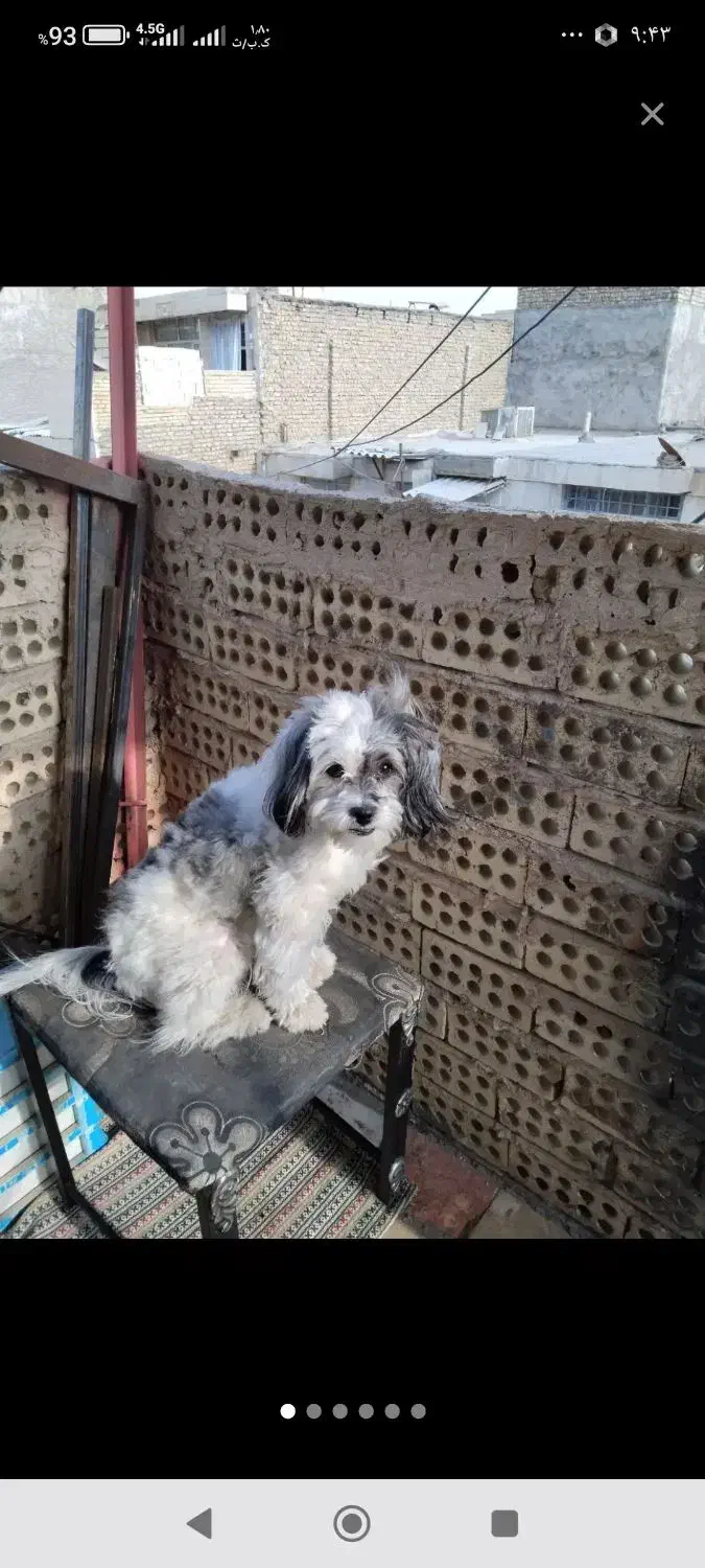 گم شده|سگ|مشهد, کوشک مهدی|دیوار