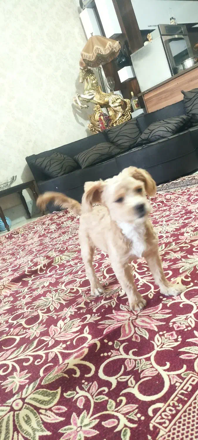 2عدد سگ توله|سگ|سبزوار, توحیدشهر|دیوار