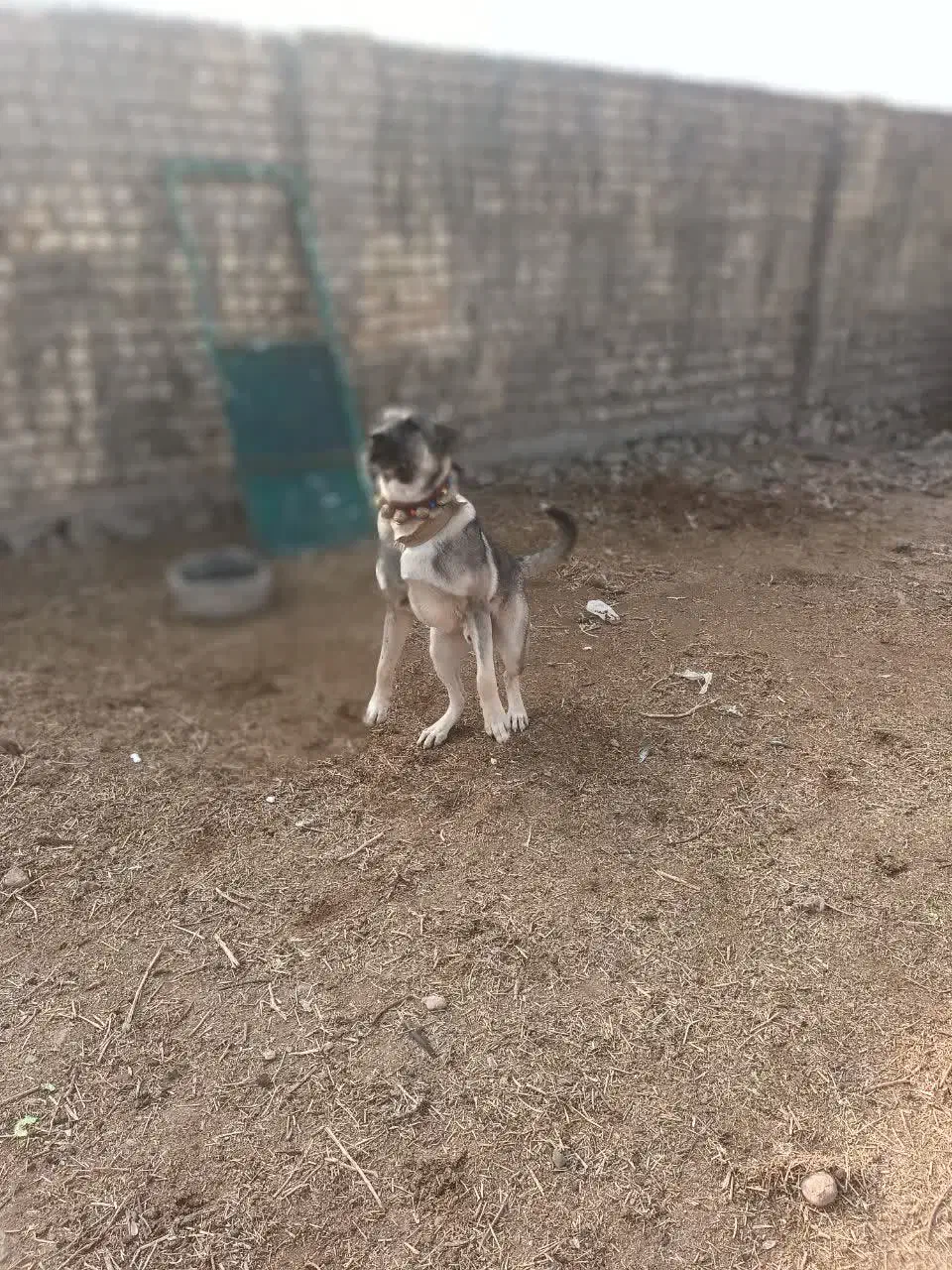 سگ پژدر|سگ|قم, الغدیر|دیوار