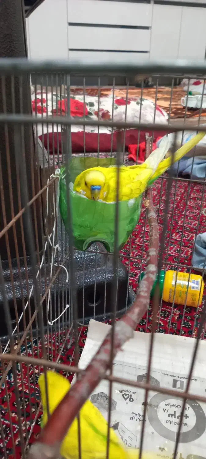 فروش مرغ عشق|پرنده|مشگین شهر, |دیوار