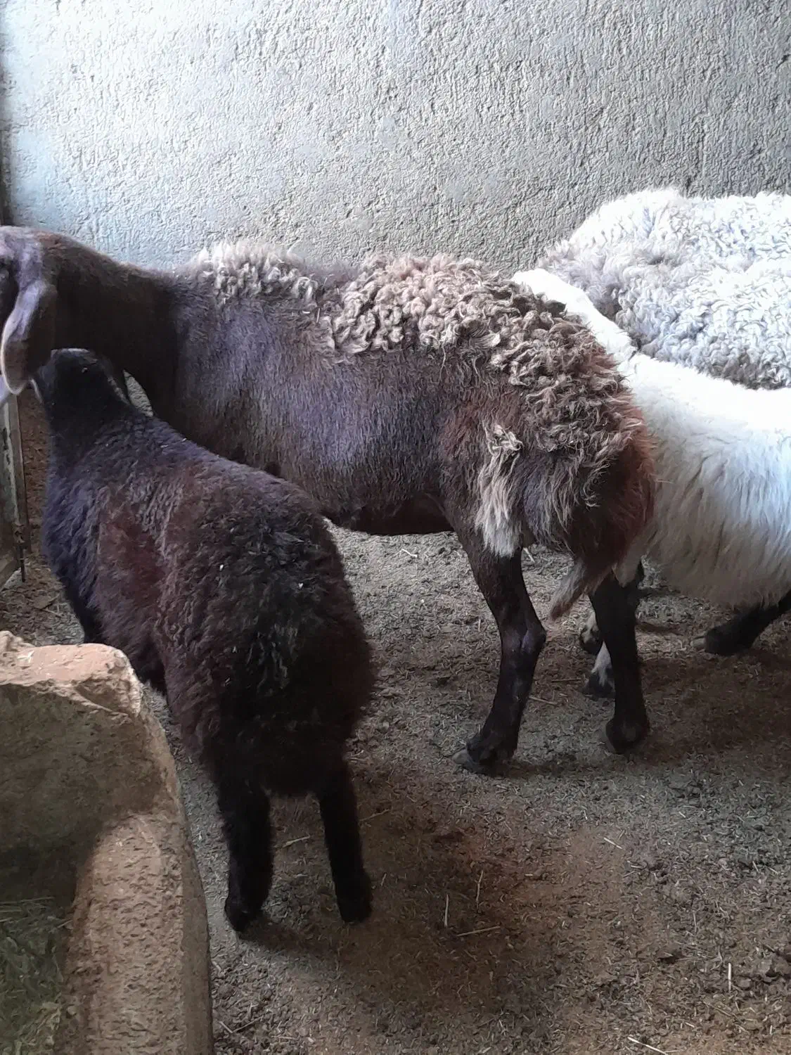 میش بره دار|حیوانات مزرعه|رشتخوار, |دیوار