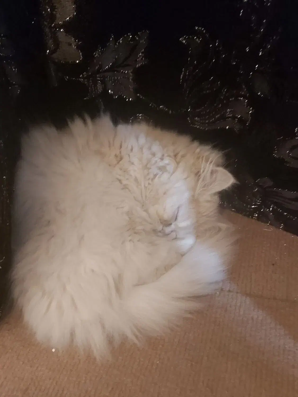 گربه خونگی|گربه|اردبیل, |دیوار