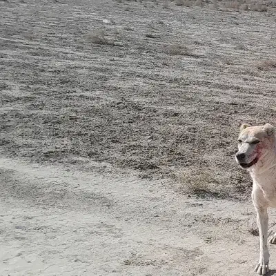 سگ نگهبانی|سگ|شیروان (خراسان), |دیوار