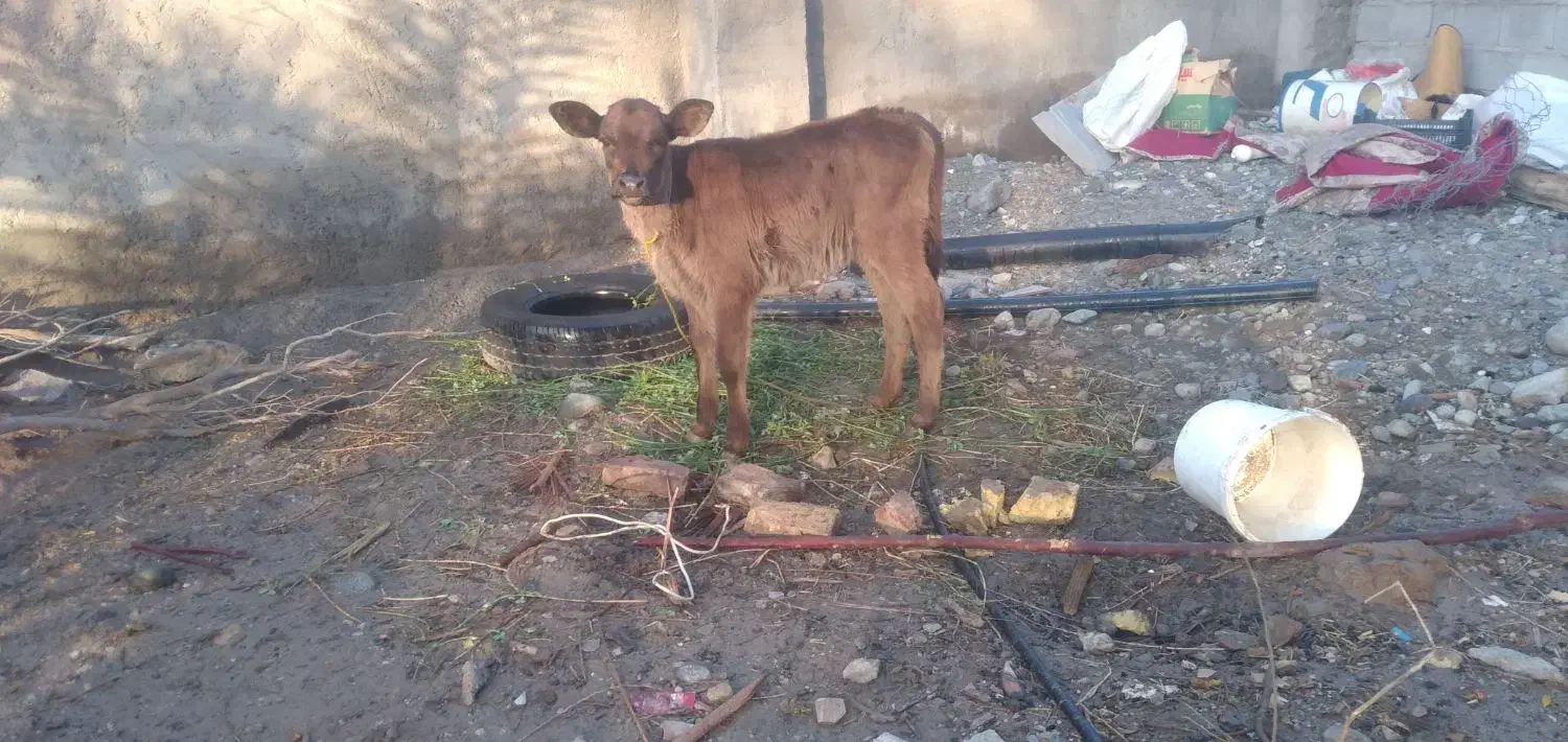 گاو گوساله بمی شیری|حیوانات مزرعه|بندرعباس, |دیوار