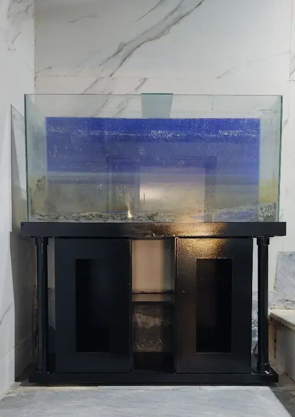 آکواریوم|ماهی|ساوه, |دیوار