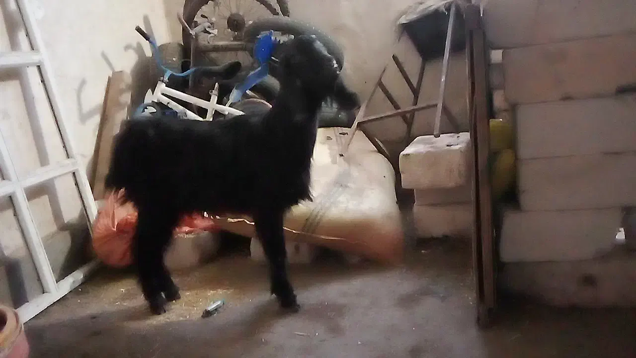 بز.|حیوانات مزرعه|آستارا, |دیوار