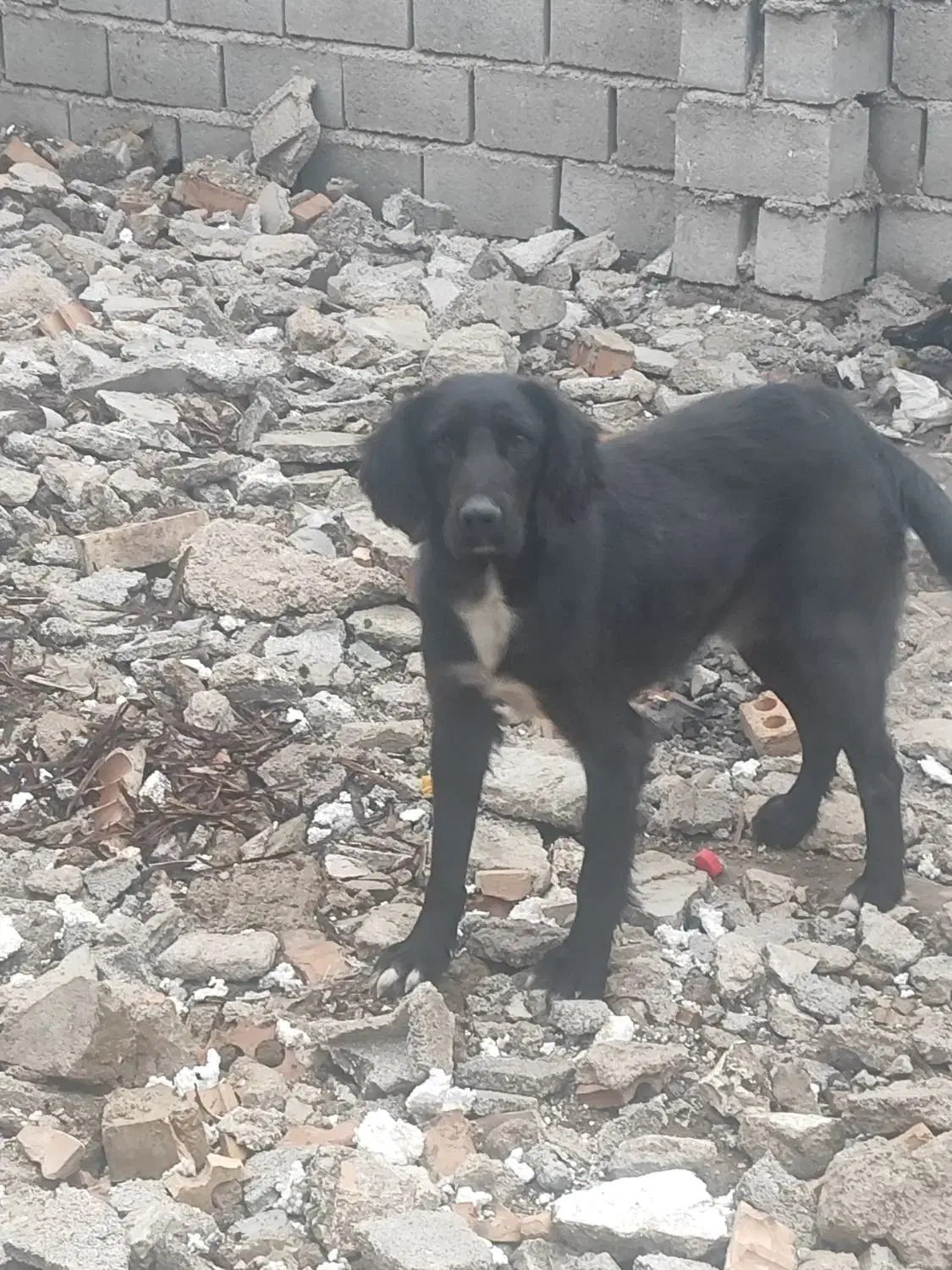 سگ دنبلانی|سگ|مینودشت, |دیوار