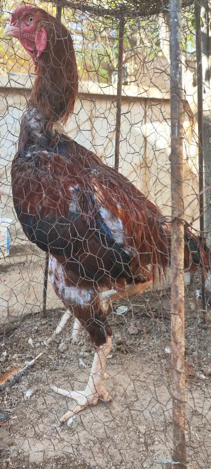 خروس لاری|حیوانات مزرعه|یزد, |دیوار