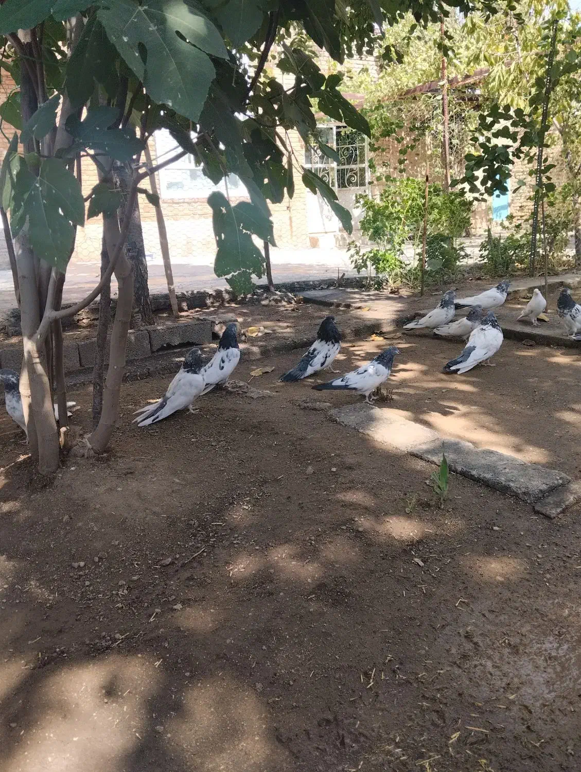 کبوتر قطع|پرنده|شاهین دژ, |دیوار