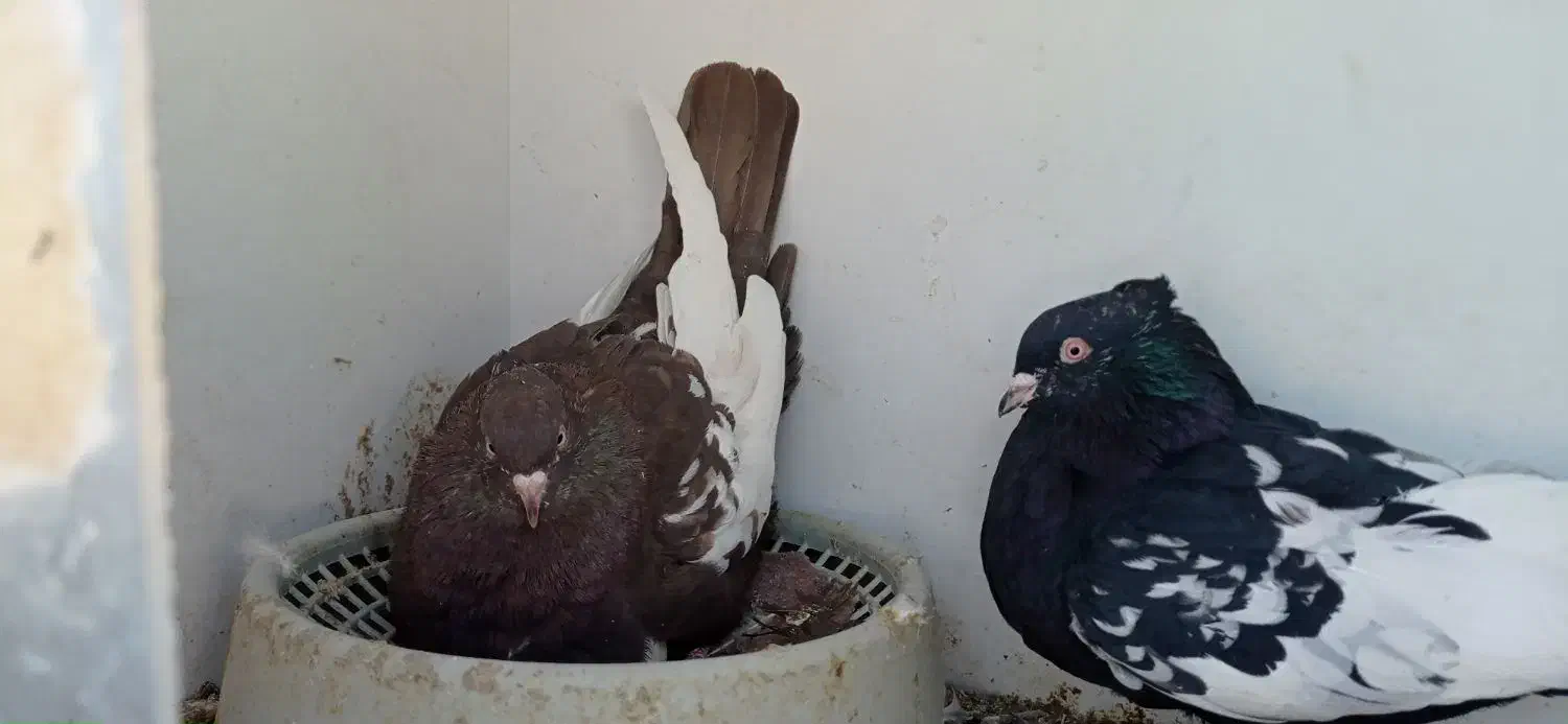 کفتر جفت سینه. کفتر جفت شهری|پرنده|شیراز, کوشک میدان|دیوار