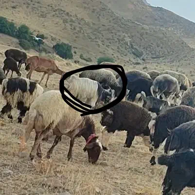 گمشده|حیوانات|دزفول, |دیوار