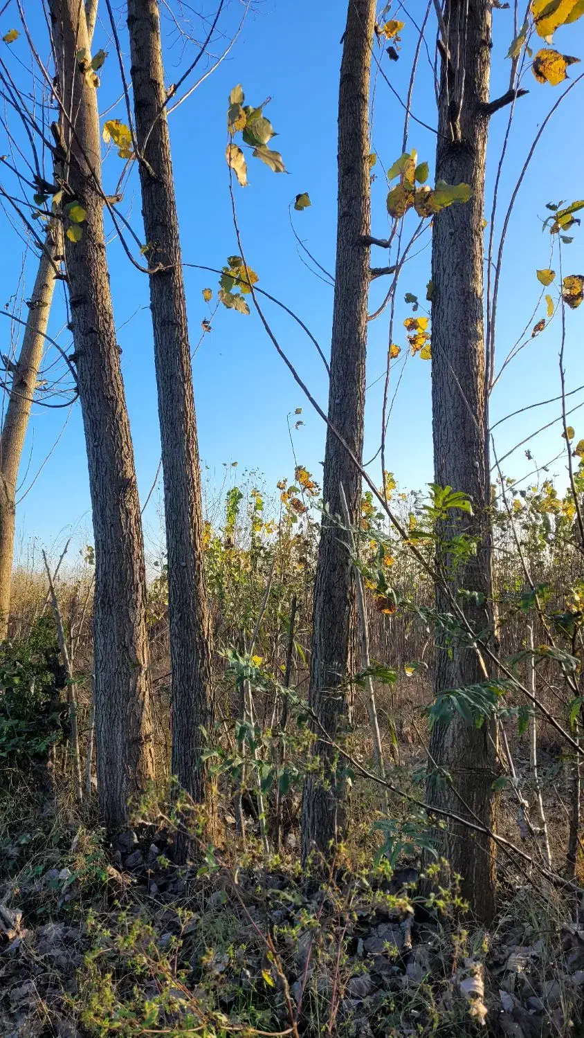 فروش درخت صنوبر|عمده‌فروشی|آستانه اشرفیه, |دیوار