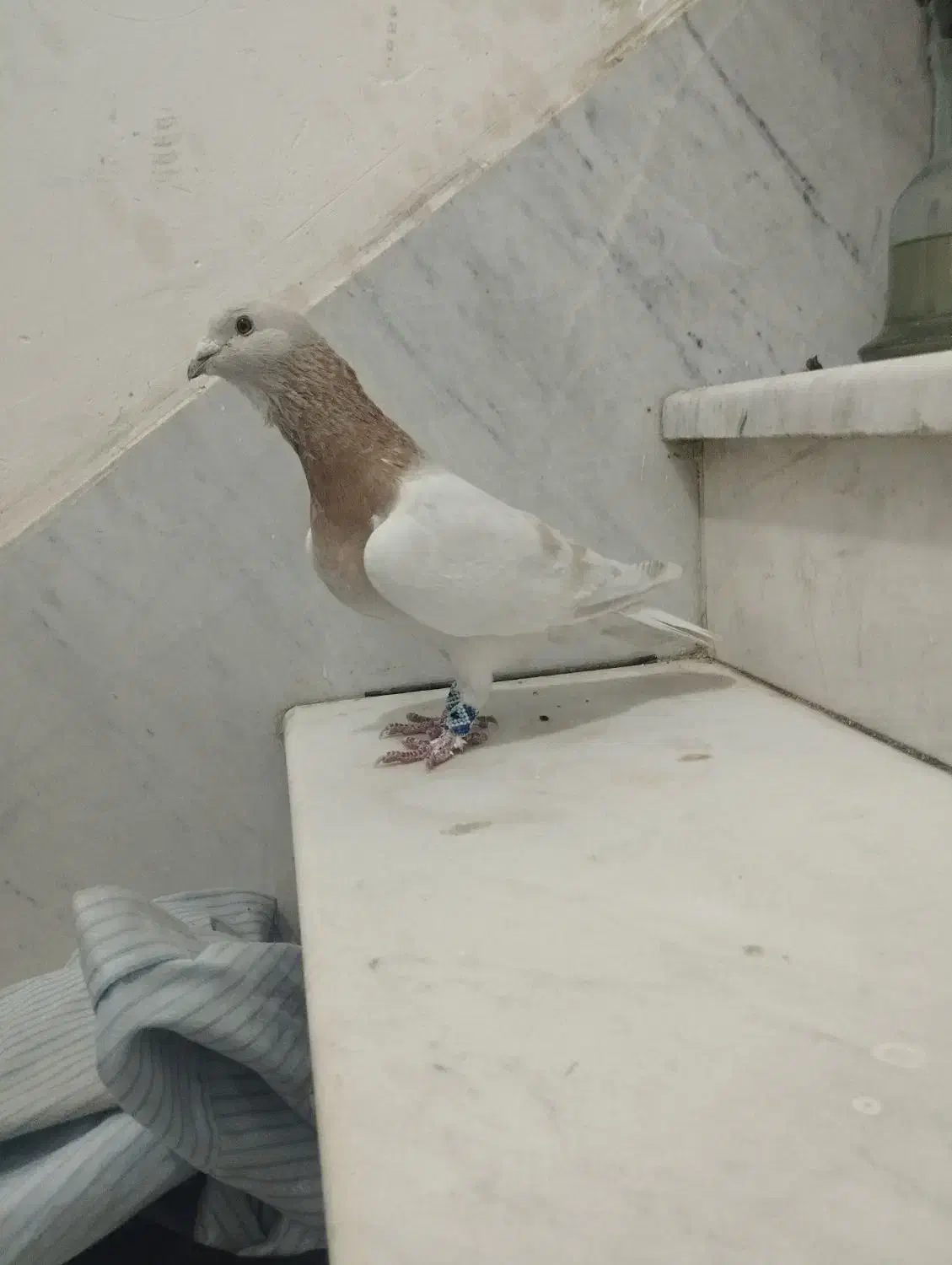 کفتر زرد سوری|پرنده|شیراز, تندگویان|دیوار