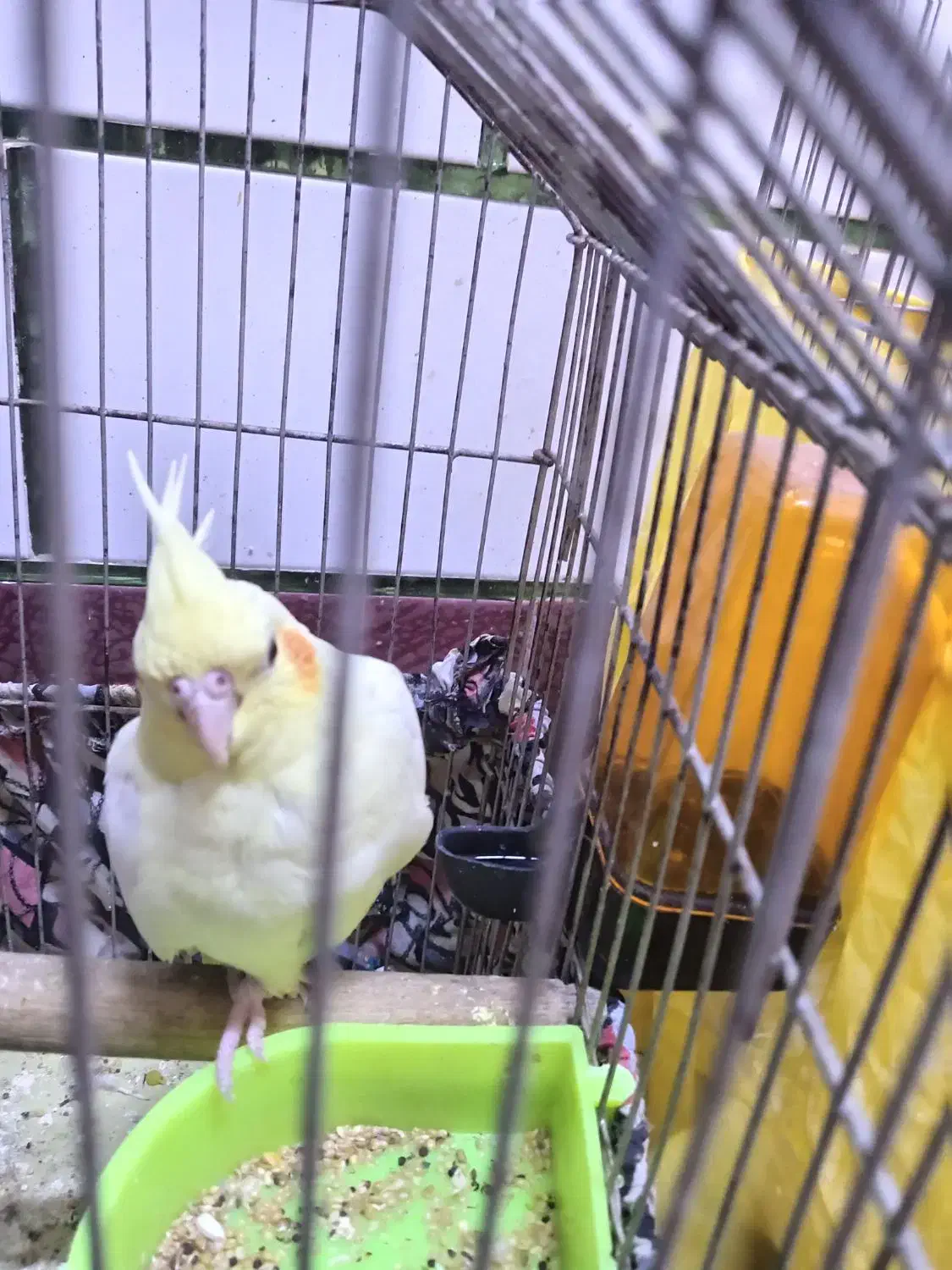 عروس هلندی لیتونیو سالم و سرحال|پرنده|بندر ماهشهر, |دیوار