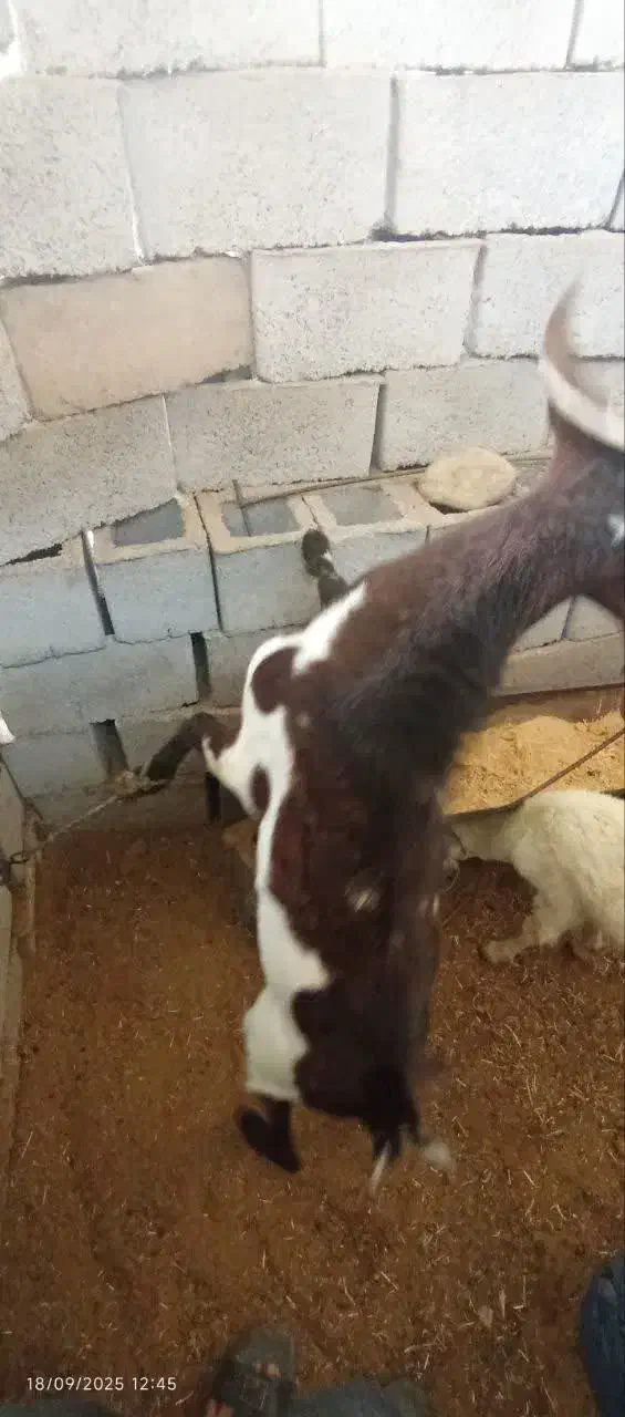 چپش دورگ مورسیا|حیوانات مزرعه|جیرفت, |دیوار