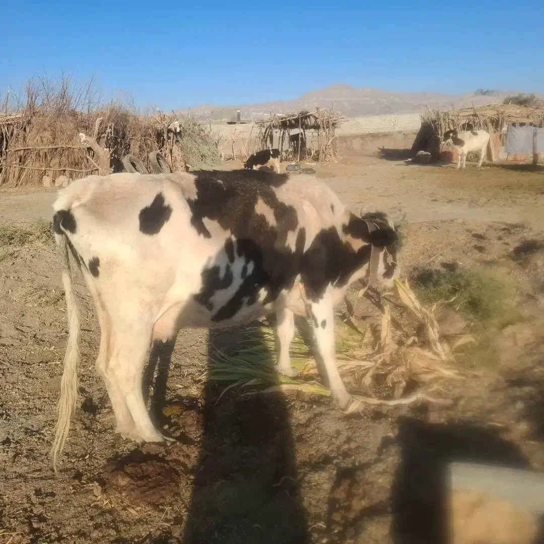 گاو ماده|حیوانات مزرعه|ریگ ملک, |دیوار