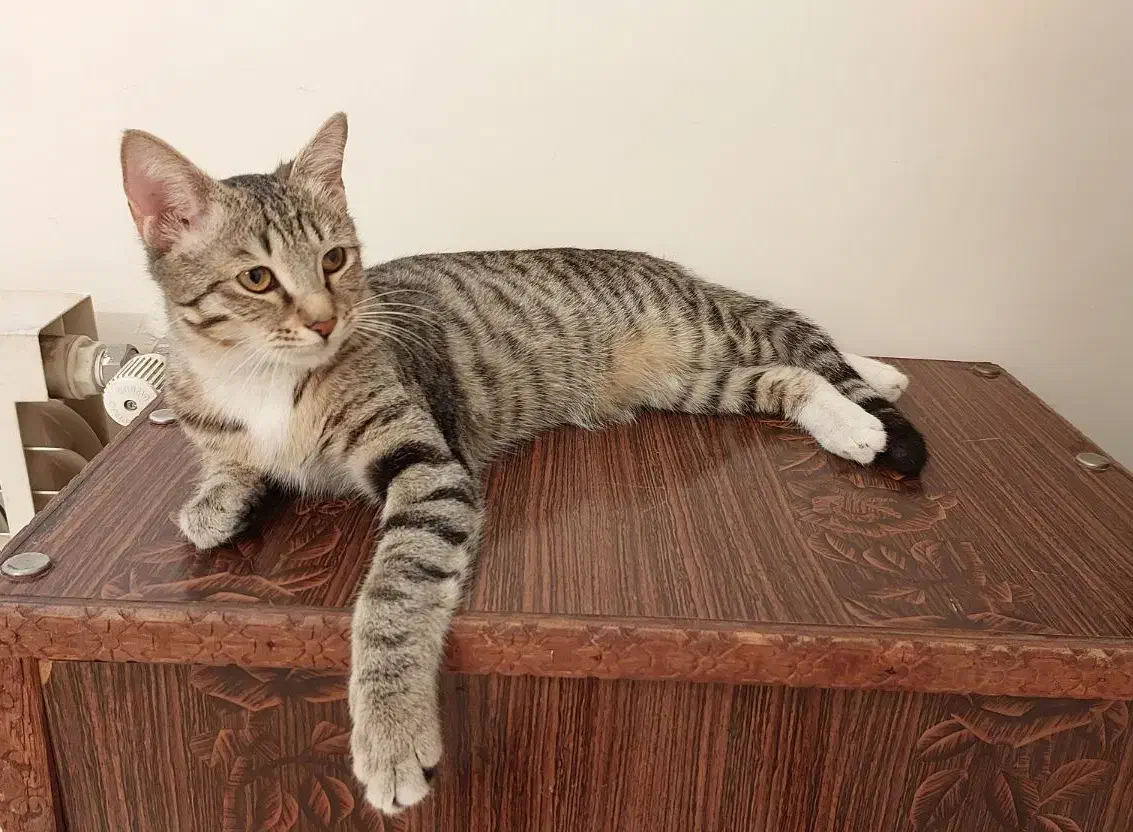 واگذاری رایگان گربه DSH|گربه|تهران, فلاح|دیوار