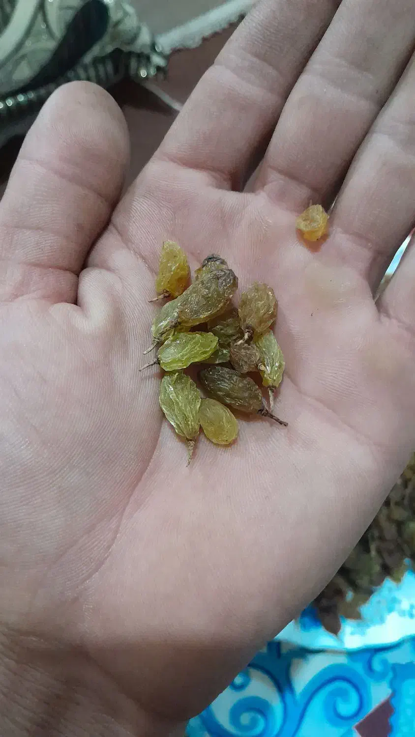 کشمش سبز|خوردنی و آشامیدنی|فولادشهر, فولادشهر|دیوار