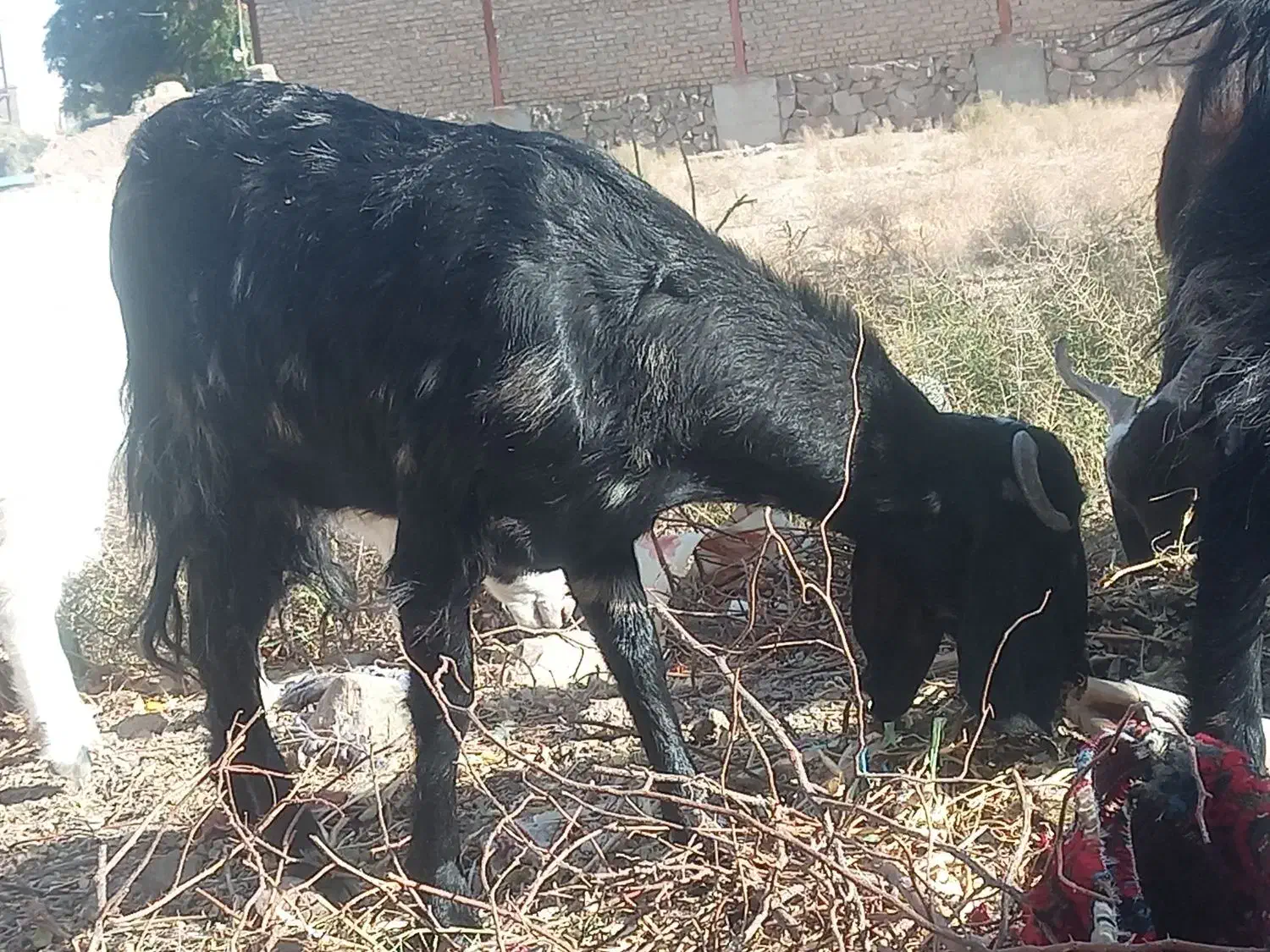 4بز بی بزغاله|حیوانات مزرعه|اسحاق آباد, |دیوار