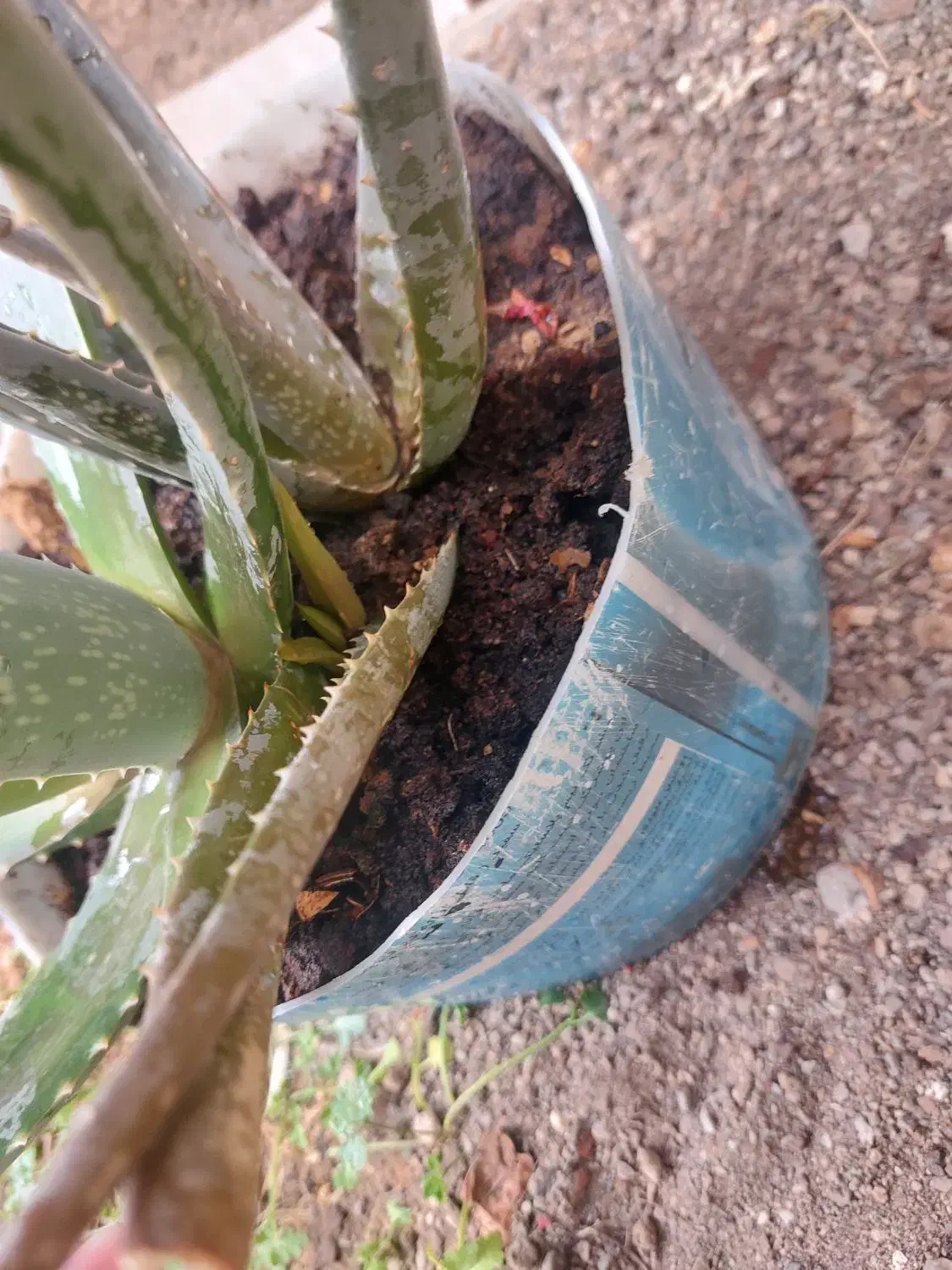 گل الورا|گل و گیاه طبیعی|شیروان (خراسان), |دیوار