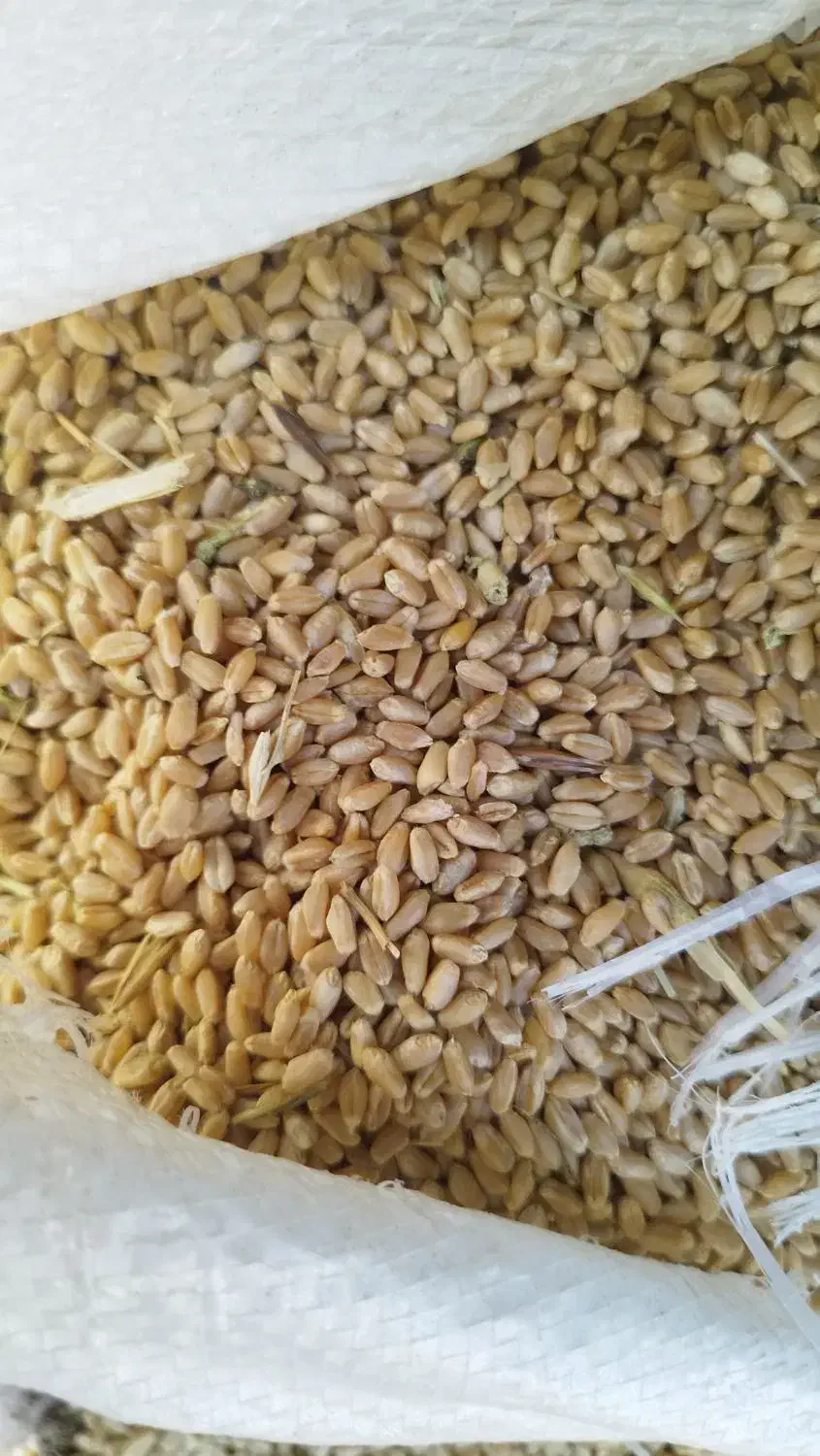 گندم و کاه سفید|حیوانات مزرعه|طسوج, |دیوار