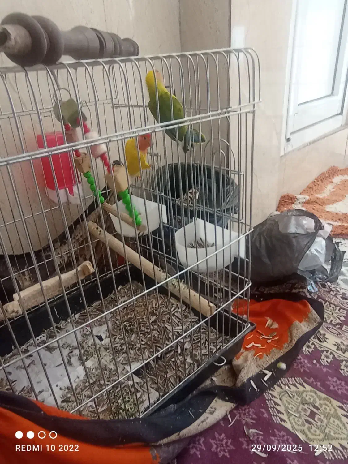 طوطی برزیلی|پرنده|سنندج, |دیوار